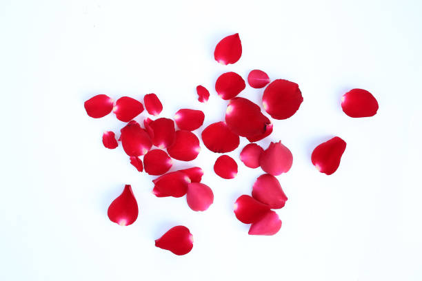 istock Abstract of red rose petals isolated on a white background. 682189884