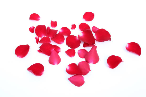 istock Abstract of red rose petals isolated on a white background. 682189930