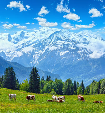 Herd cows on calm picturesque blossoming pasture glade and Mont Blanc Alps mountain massif (tranquility Chamonix valley, France, view from Plaine Joux outskirts). Three shots stitch high-resolution image.