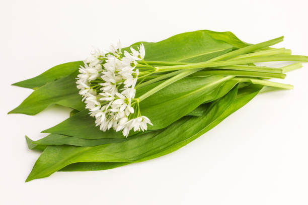 istock wild garlic - allium ursinum 682190104
