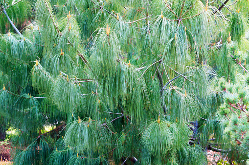 Pinus wallichiana - Bhutan Pine. Texture cones of a blue pine