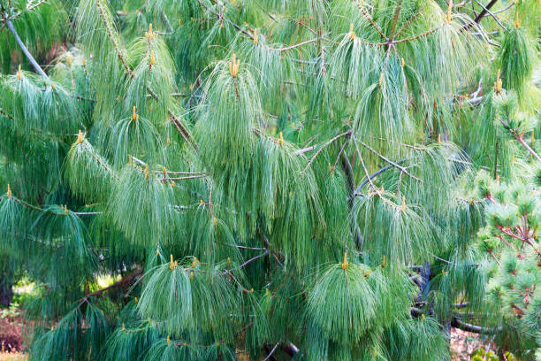 Pinus wallichiana - Bhutan Pine. Texture cones of a blue pine Pinus wallichiana - Bhutan Pine. Texture cones of a blue pine pinus wallichiana stock pictures, royalty-free photos & images