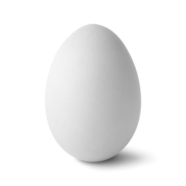 uovo bianco singolo isolato su bianco - duck animal egg isolated bird foto e immagini stock