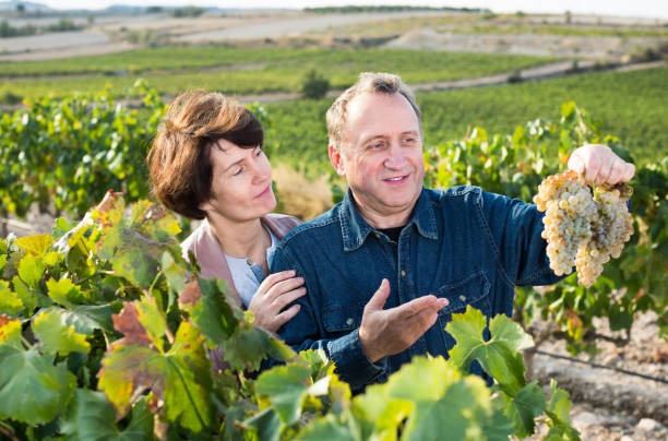 istock Family of elderly wine makers on vineyard 682190882