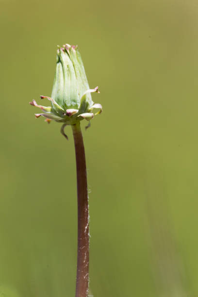 istock Taraxacum officinale commonly known as dandelion. 682193964