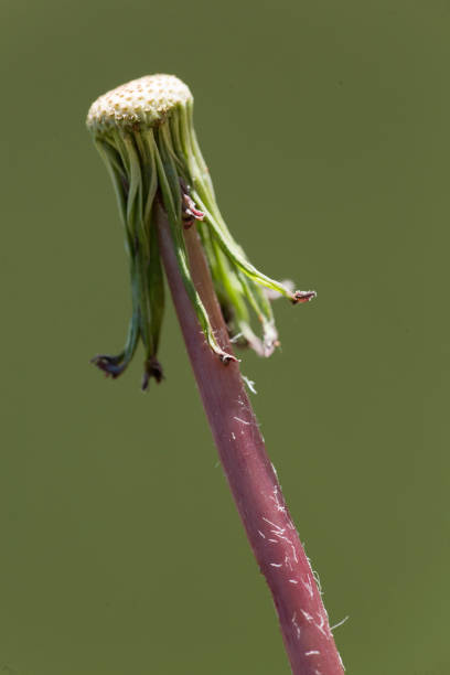 istock Taraxacum officinale commonly known as dandelion. 682194032