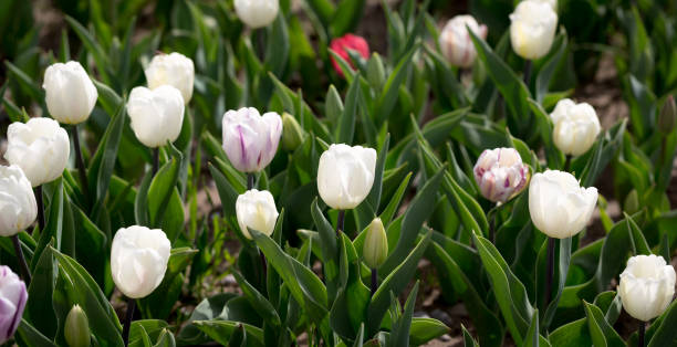 istock Beautiful white tulips in nature 682197054