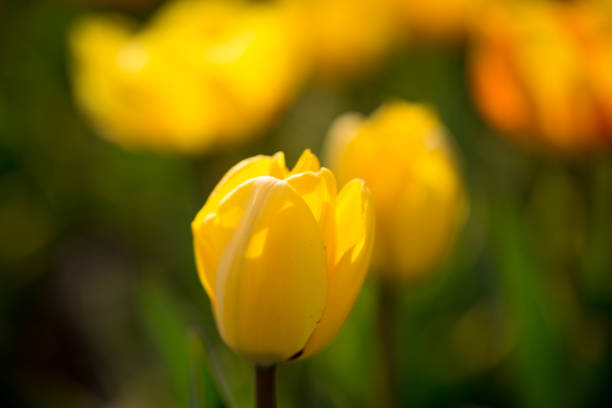 istock Beautiful yellow tulips in nature 682200456