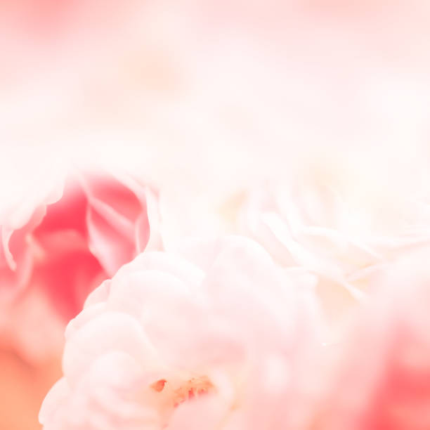 istock pink roses, sweet soft color background 682201786