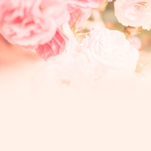 pink roses, sweet soft color background