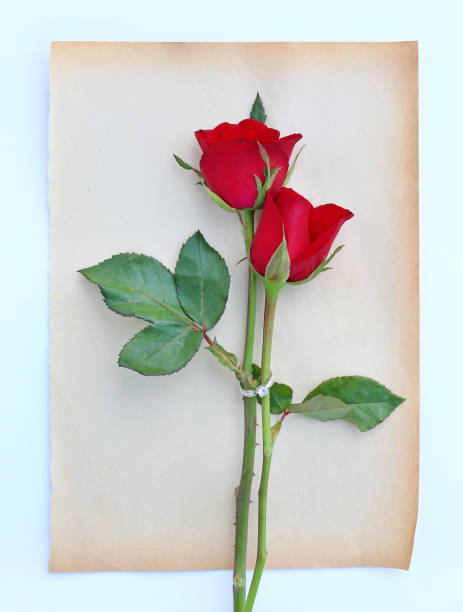 istock Red roses flower with wedding ring on old brown paper against white background. 682204144