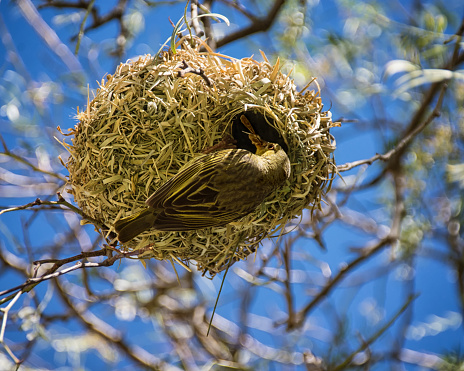 Cape Weaver with nest in Southern Africa