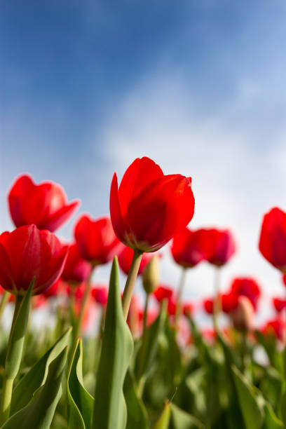 istock Red tulips against the blue sky in the nature 682204464