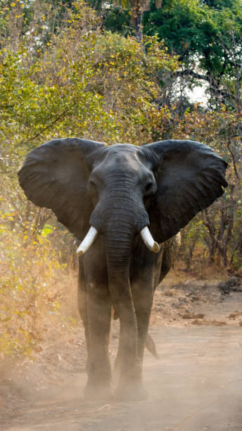 istock Angry elephant standing on the road. 682208516