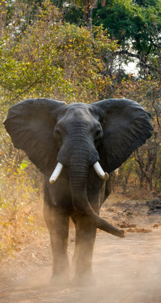 istock Angry elephant standing on the road. 682210774