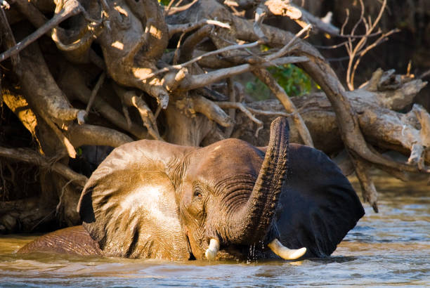 istock Elephant bathing in the river Zambezi. 682210786