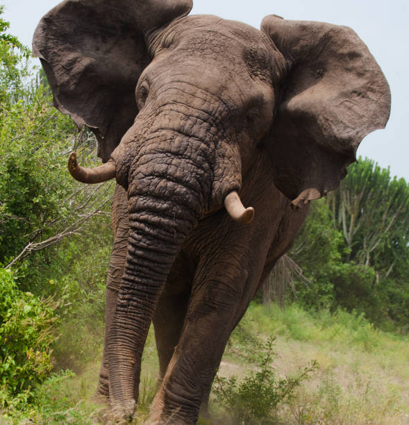 istock Big old elephant is running straight at you. 682211298