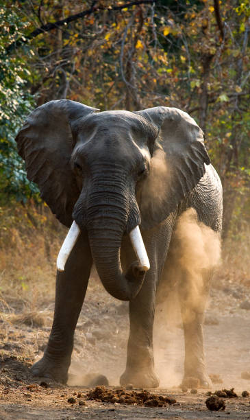 istock Angry elephant standing on the road. 682211344