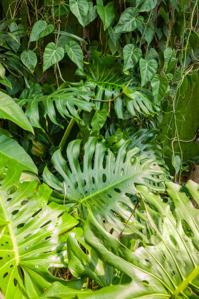 dschungel-pflanzenhintergrund - stipe lush foliage plant condition uncultivated stock-fotos und bilder