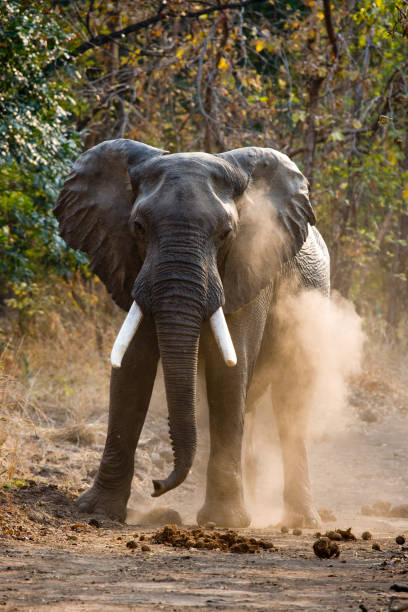 istock Angry elephant standing on the road. 682211450