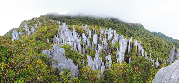 limestone pinnacles formation at gunung mulu national park borneo malaysia