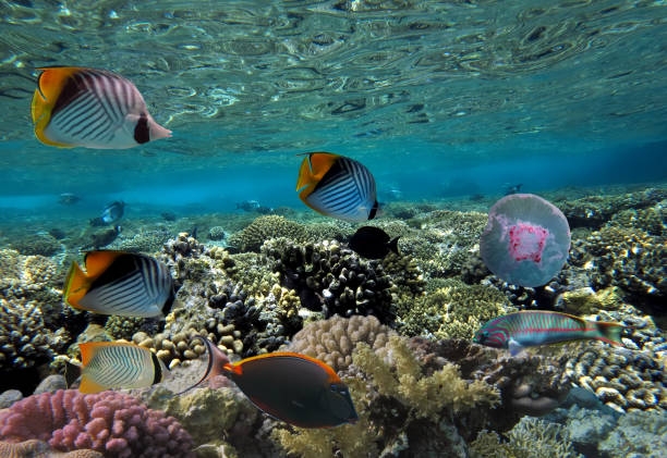 istock Jellyfish with colorful tropical fish and corals underwater 682211598