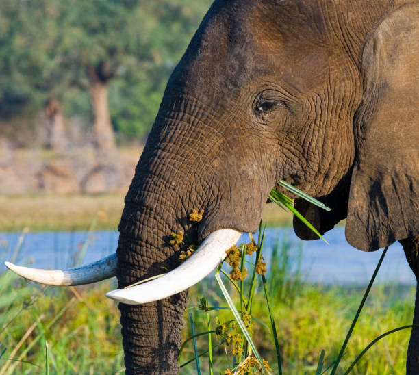 istock Portrait of the elephant close-up. 682211890