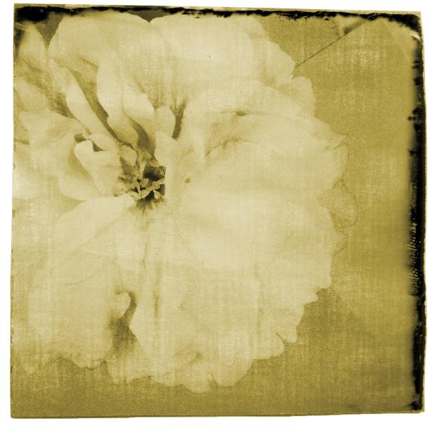istock Cherry sakura flower on paper in sepia tones. 682211956