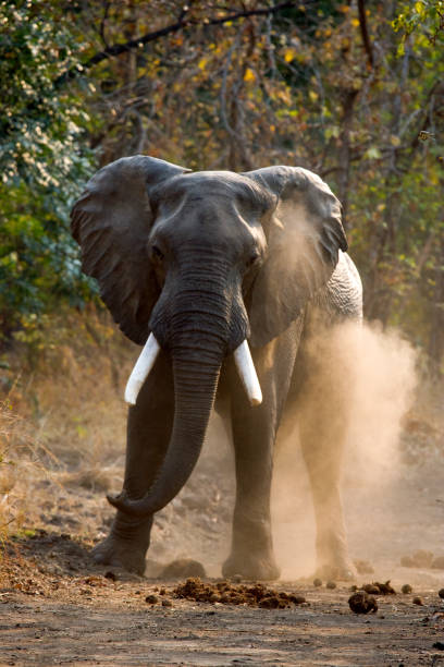 istock Angry elephant standing on the road. 682211964