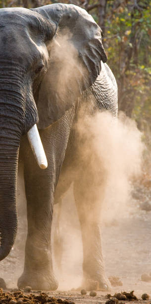 istock Angry elephant standing on the road. 682211966