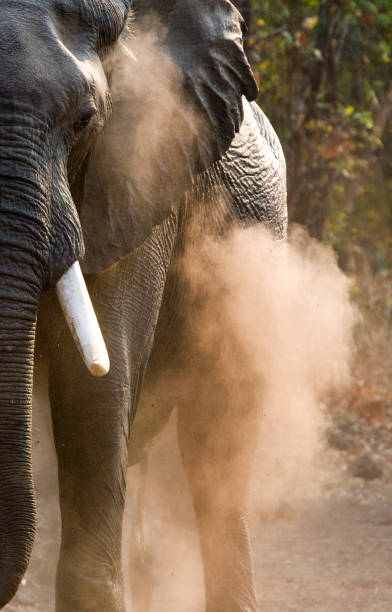 Angry elephant standing on the road.