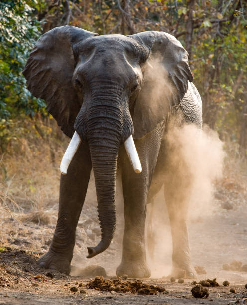 istock Angry elephant standing on the road. 682212152