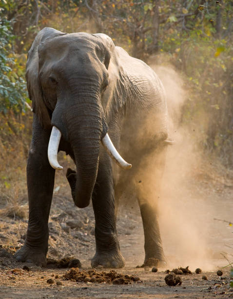 istock Angry elephant standing on the road. 682212448