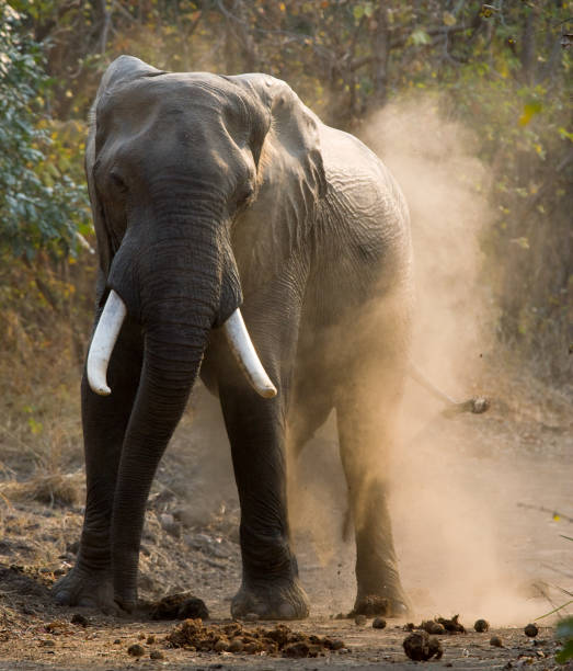 istock Angry elephant standing on the road. 682212450