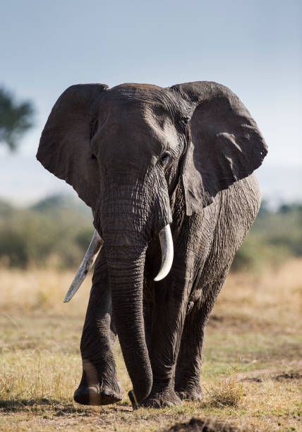 istock Big elephant standing in the savanna. 682212626
