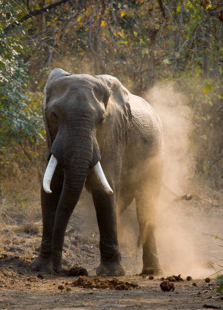 istock Angry elephant standing on the road. 682212674