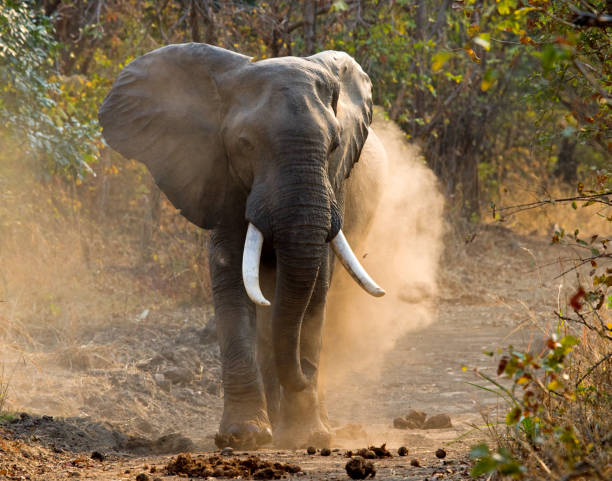 istock Angry elephant standing on the road. 682212692