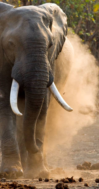 istock Angry elephant standing on the road. 682212730