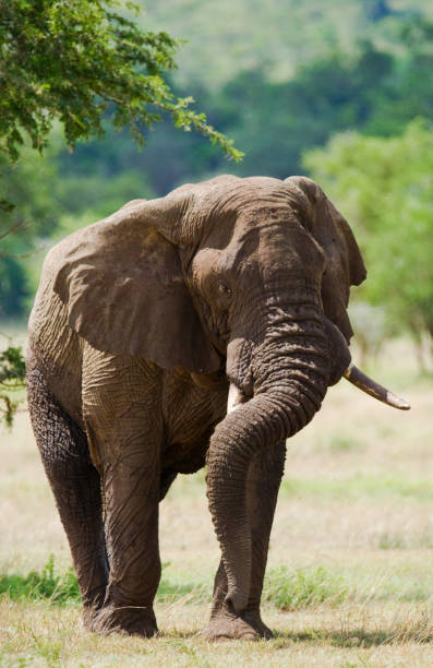 istock Big elephant standing in the savanna. 682212948