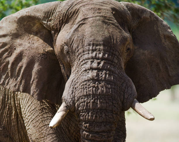 istock Portrait of an elephant. 682213084