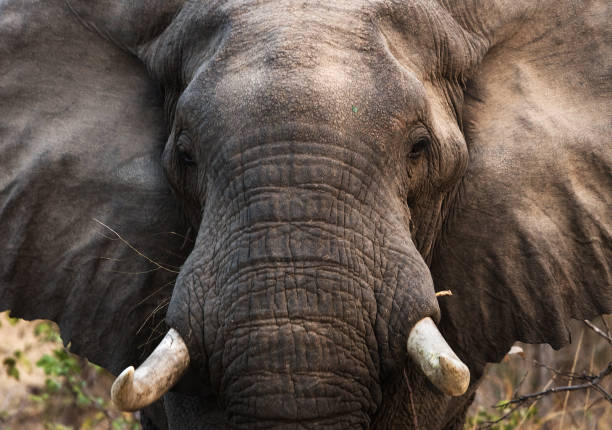 istock Portrait of the elephant close-up. 682213128
