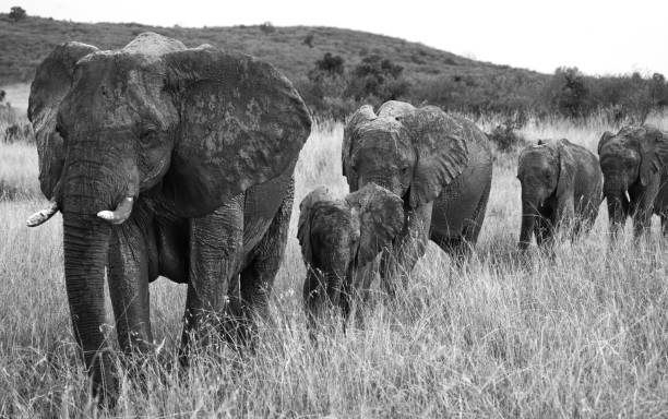 istock Group of elephants walking on the savannah. 682215798
