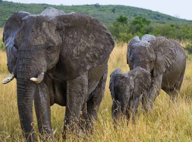 istock Group of elephants walking on the savannah. 682215810