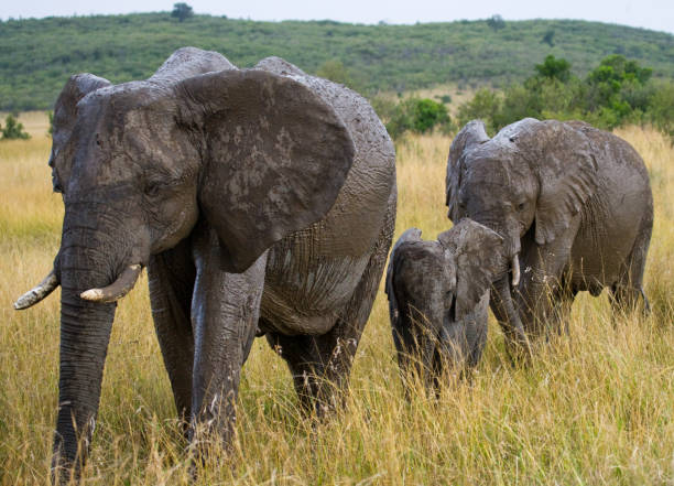 istock Group of elephants walking on the savannah. 682215942