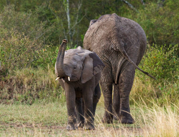 istock A baby elephant with his mother. 682216030
