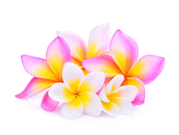 istock frangipani flowers isolated on white background 682216244