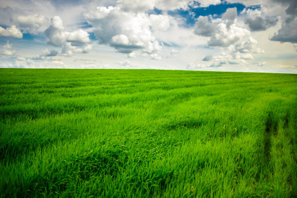istock Green grass field and bright blue sky background 682216276