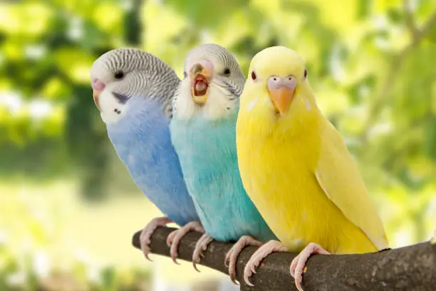 Photo of budgies are in the roost on the green background