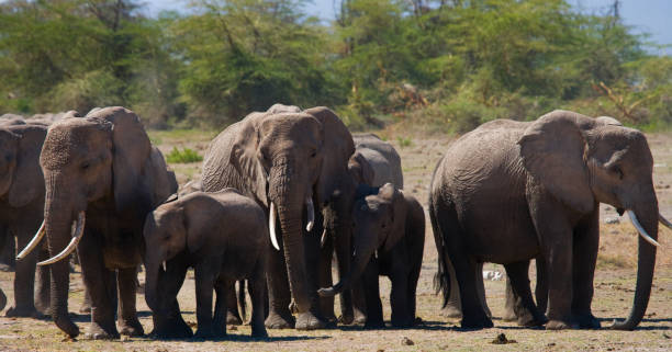 istock Group of elephants walking on the savannah. 682216698