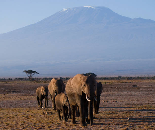 istock The group goes on savanna elephants on backgrounds Kilimanjaro. 682216746
